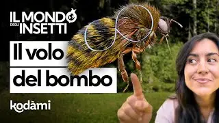 Che insetti sono i BOMBI e come fanno a volare con ali così piccole