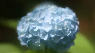 紫陽花 2024