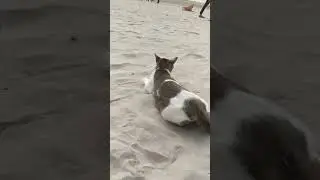 Happy Cat Rolling In Sand at  Beach !