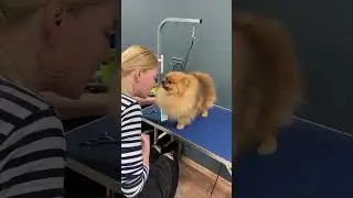 @groomacademy - здесь про обучение и внутренний мир грумера🥰