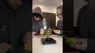 КОТ ВИСКАСБАРОН🔥ПРИКОЛЫ ТИК ТОКА