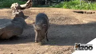 Breakfast With the Animals - Chacoan Peccary