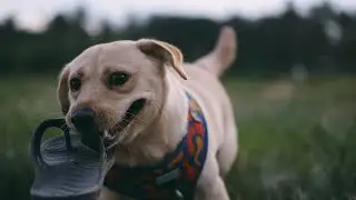 🐕