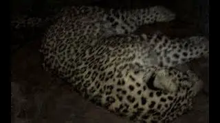 Leopard in Andheri East, Mumbai