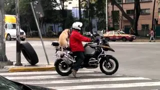 Perro en  moto BMW