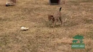 Cheetahs First Zoo Run-Cincinnati Zoo