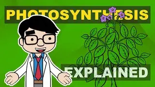 Photosynthesis Explained