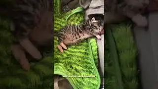 Leopold der kleine Kämpfer ♥️