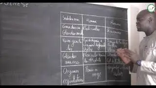 Cours - Terminale - SVT : Organes reproducteurs -  Gamètes - Gamètogenése