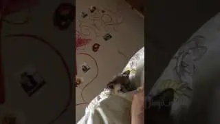 Лис Диего в первый месяц жизни с нами