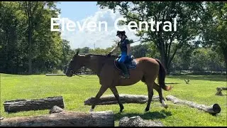ELEVEN CENTRAL (Trail) - Adoptable Thoroughbred Gelding - New Vocations