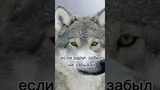 Если забыл, никогда не забывай #цитатыволка #shorts