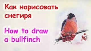 How to draw a bullfinch