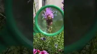 Pollination is vital for a strong ecosystem.🐝💪🌼 #Pollinators #Horticulture #Gardening