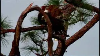 SWFL Eagle Cam : Harriet and M15 Copulation