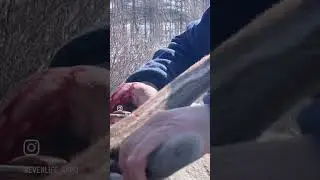 Срез пантов оленя. Себян