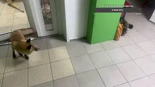Наш первый стрим