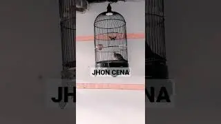 Irama Perkutut Bangkok manggung pakai sangkar Lovebird