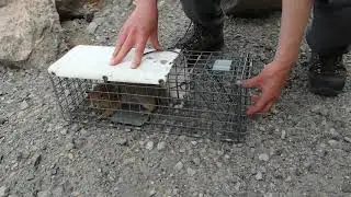 Arctic Ground Squirrel Trapping (and Release)