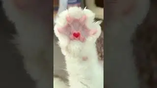 ВНИМАНИЕ! Лапка с сердечком. Спасибо за внимание.