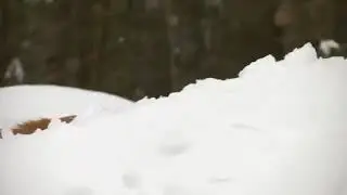 Рыжий котик катается на сноуборде