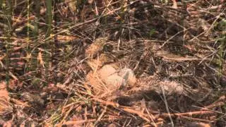 woodcock video sample footage