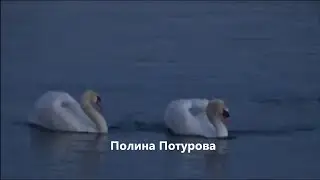 Чувства первой любви Полина Потурова. новинка 2024 года на канале #песниотвсейдуши #музыка