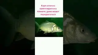 факты про карпа #fishing #carpfishing #рыбалка 🎣