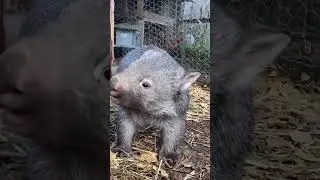 #WombatWednesday is late today... Fashionably late.