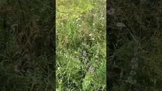 03.07.2024 новое место кочевки. Джунгарский Алатау.