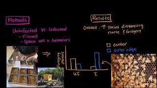 Do sick bees take days off? | SJK Academy | Biodiversity and Conservation