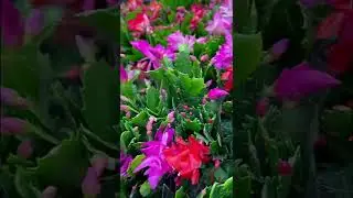 🥀Завтра все высажу в сад🌷