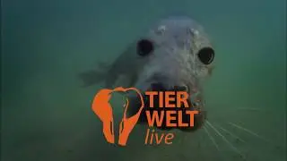 Tierwelt Live - Sender für Tierliebhaber und Naturfreunde