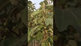 अंजीर की खेती में लाखों रुपए की सच्चाई है पर