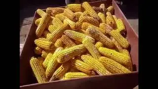 Технологии очистки кукурузы!