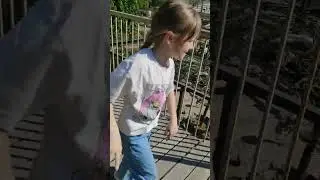 @лев отдыхает со львицей