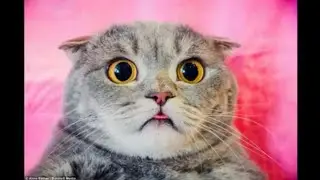 Котики