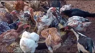 Aqui na roça hora de tratar das galinhas caipira da minha amiga inscreva deixe seu like e comparti.