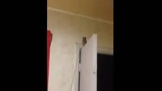 Сова сплюшка