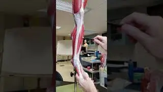 Leg Model