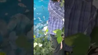 Cutting down a large tree in a pool.
