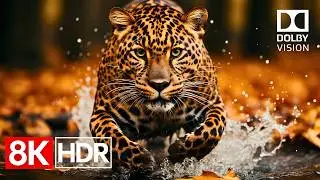 Incredible HDR Colors in 8K Dolby Vision 60fps | 8K Video Ultra HD