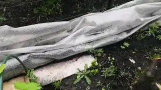 Виноград в начале июля 23 года.