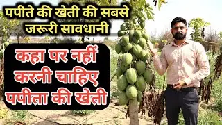 पपीता की खेती करते समय यह जानकारी होना बहुत जरुरी है | Papaya Farming