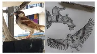 PENCIL SKETCH OF SPARROW ♥️ || THE NEST || 2020 ||