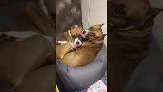 На чиле