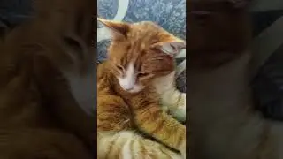 рыжик #мемы