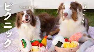 仲良くピクニック気分で遊ぶ姉弟犬が可愛すぎる♡【ボーダーコリー・オーストラリアンシェパード】