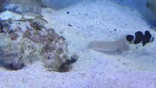 Tropical Fish Spitting Sand