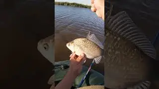 Карась, жарёха!